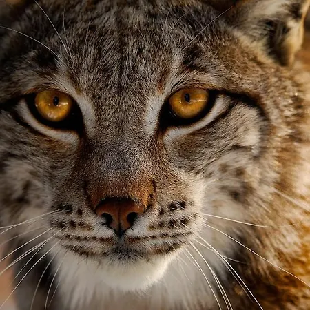 Snoe Aragon Hills 4*