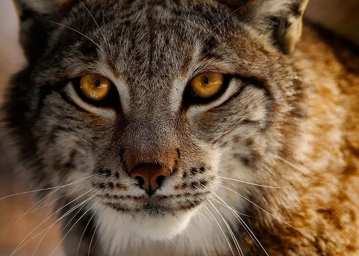 Snö Aragon Hills 4*